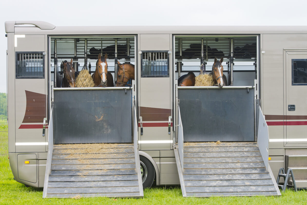 horsebox insurance